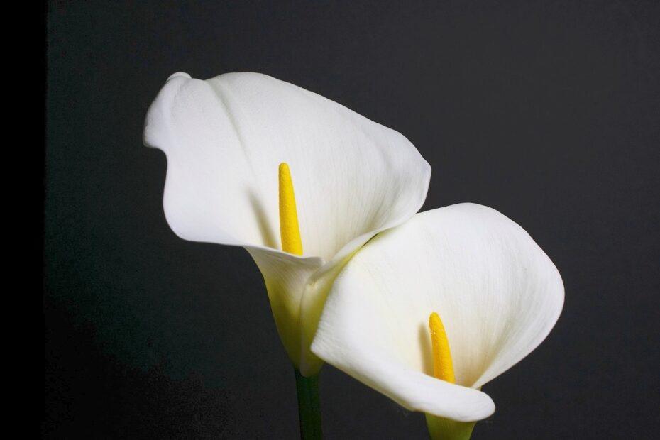 2 calla lilies unique shape and meaning