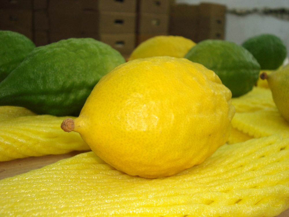 Calabria citron esrog for sukkot