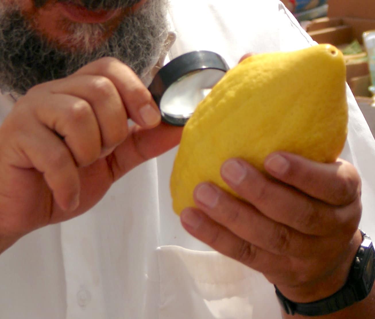 yemenite citron esrog for sukkot