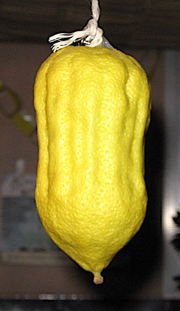 Moroccan citron esrog for Sukkot