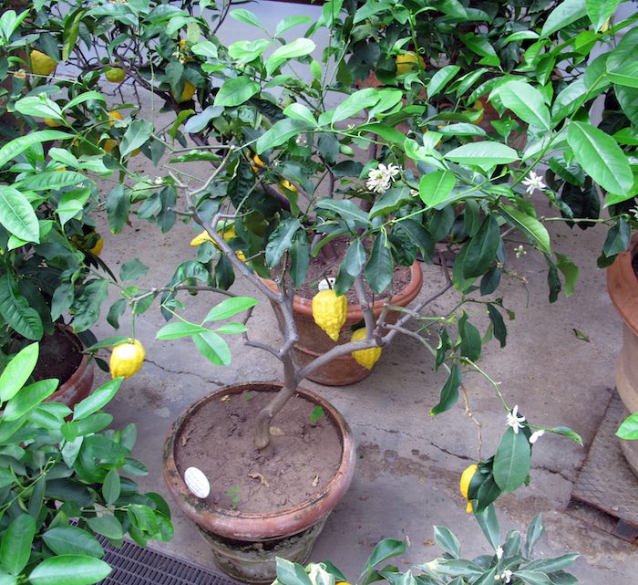 Florentine citron hybrid