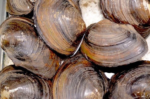 clam shells, what is a seashell