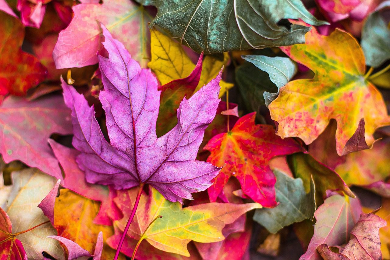 Why Leaves Change Color in the Fall: Science and Nature