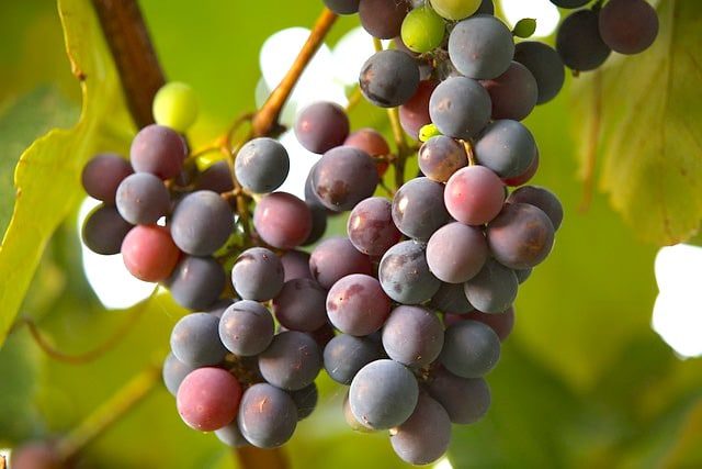 grapes, grapevine in vineyard, champagne grapes