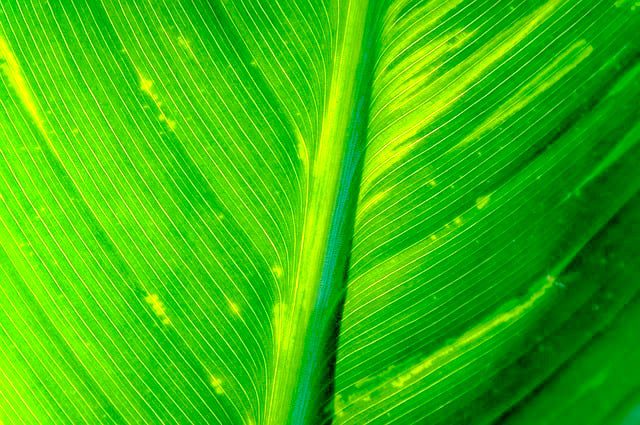 green leaf, why do leaves change color