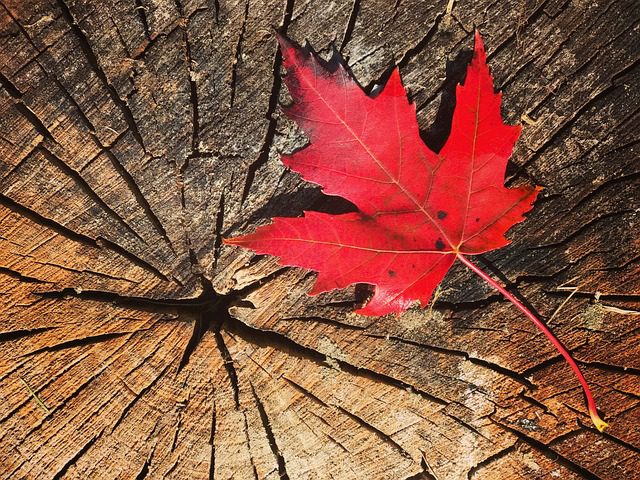 red maple leaf in fall