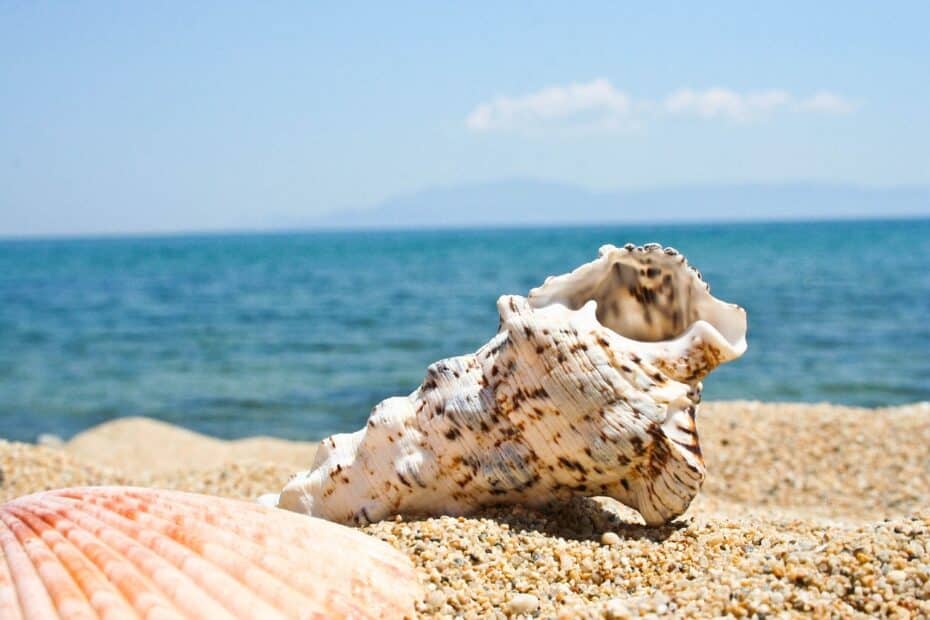 steel on beach, what are seashells