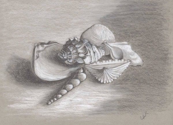 Still Life of Seashells, pencil drawing, what are seashells
