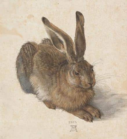 para watercolor painting, durer, history of watercolor