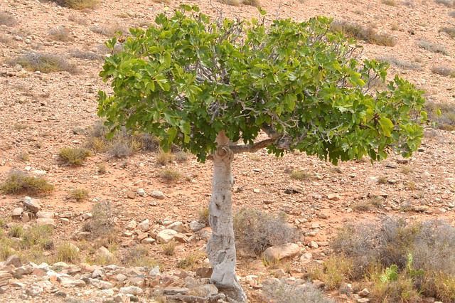 Fig tree in a desert, spiritual symbol of perseverance fig tree in a desert, spiritual symbol of perseverance, the 7 fruits of Israel