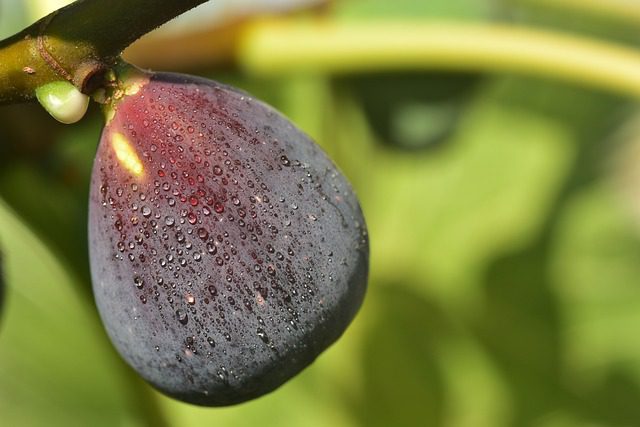 fresh fig on a branch fresh fig on a branch, spiritual symbol of perseverance, the 7 fruits of Israel