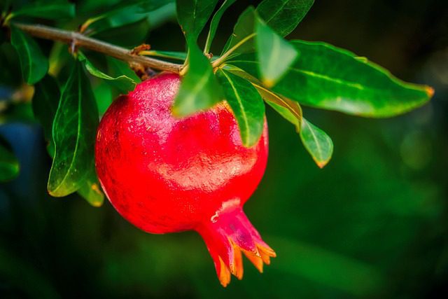 pomegranate on tree, spiritual symbol of humility pomegranate on tree, spiritual symbol of humility, the 7 fruits of Israel