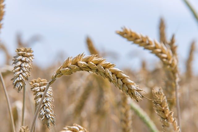 Stalk of wheat kernels, spiritual symbol of kindness stalk of wheat kernels, the 7 fruits of Israel and spirituality, spiritual symbol of kindness