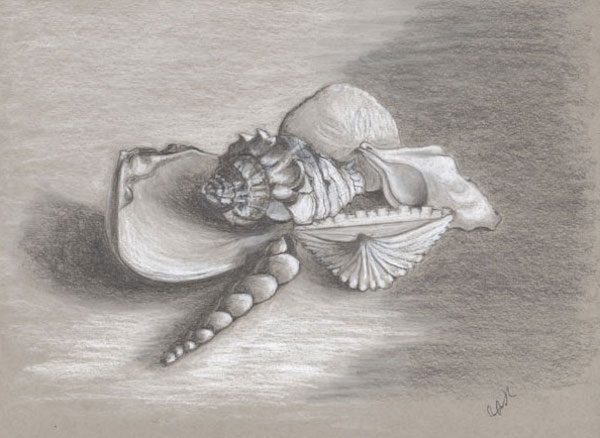 Still Life of Seashells, pencil drawing. Buy still life paintings and drawings on Saatchi Art. Still Life of Seashells, still life paintings and drawings, original realistic art