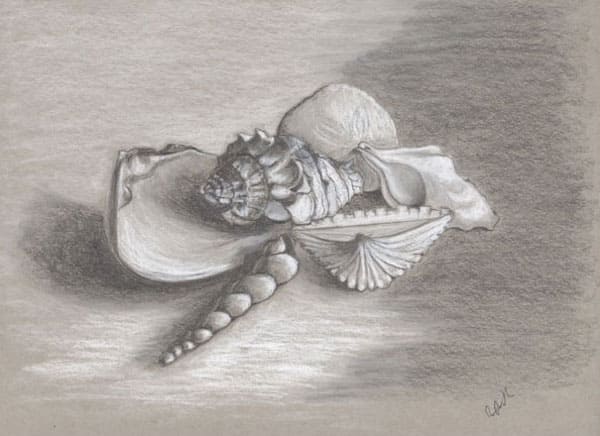 Still Life of Seashells, pencil drawing. Buy still life paintings and drawings on Saatchi Art. Still Life of Seashells, pencil drawing. Buy still life paintings and drawings on Saatchi Art.